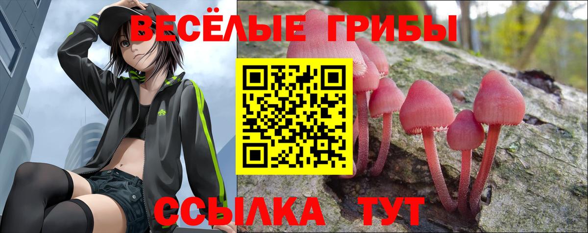 купить наркотик  Вход с VPN  Шелехов  Псилоцибиновые грибы Psilocybe 